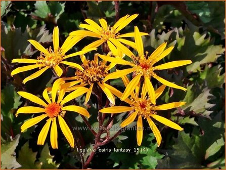 Ligularia &#039;Osiris Fantasy&#039; | Kruiskruid