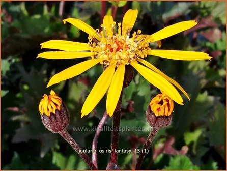 Ligularia &#039;Osiris Fantasy&#039; | Kruiskruid