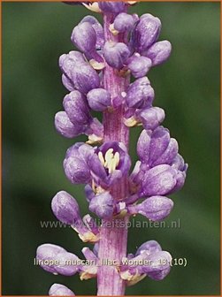 Liriope muscari &#039;Lilac Wonder&#039; | Leliegras