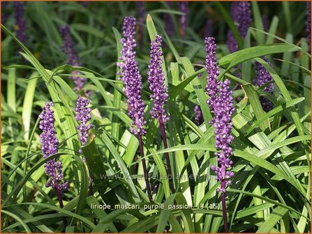 Liriope muscari &#039;Purple Passion&#039; | Leliegras