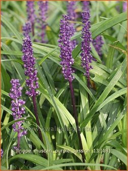 Liriope muscari &#039;Purple Passion&#039; | Leliegras