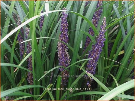 Liriope muscari &#039;Super Blue&#039; | Leliegras