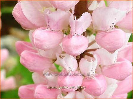 Lupinus &#039;Gallery Pink&#039; | Lupine