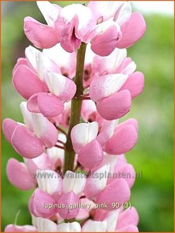Lupinus &#039;Gallery Pink&#039; | Lupine