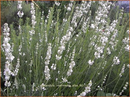 Lavandula intermedia &#039;Alba&#039; | Lavandin, Hybridelavendel, Lavendel | Provence-Lavendel | Lavandin