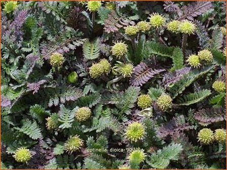 Leptinella dioica | Koperknoopje