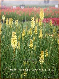 Kniphofia &#039;Pineapple Popsicle&#039; | Vuurpijl, Fakkellelie