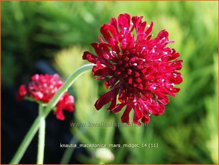 Knautia macedonica &#039;Mars Midget&#039; | Beemdkroon