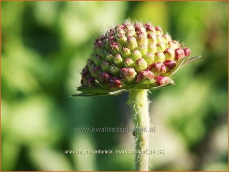 Knautia macedonica &#039;Mars Midget&#039; | Beemdkroon