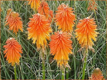 Kniphofia &#039;Ember Glow&#039; | Vuurpijl, Fakkellelie