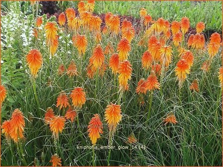 Kniphofia &#039;Ember Glow&#039; | Vuurpijl, Fakkellelie