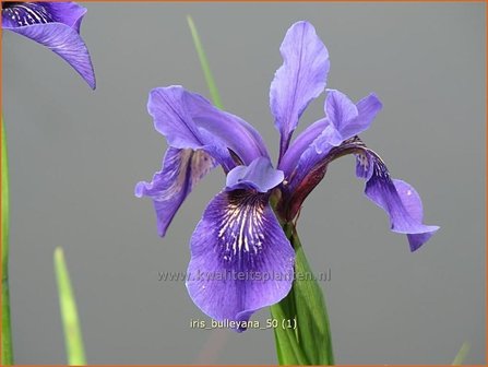 Iris bulleyana | Iris, Lis