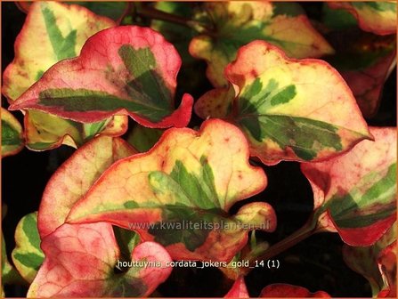 Houttuynia cordata &#039;Jokers Gold&#039; | Moerasanemoon, Dokudami