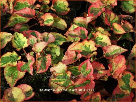 Houttuynia cordata &#039;Jokers Gold&#039; | Moerasanemoon, Dokudami