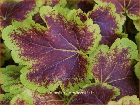 Heucherella &#039;Solar Eclipse&#039;