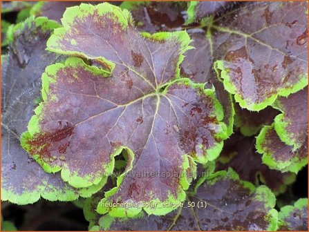 Heucherella &#039;Solar Eclipse&#039;