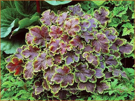 Heucherella &#039;Solar Eclipse&#039;