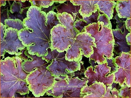 Heucherella &#039;Solar Eclipse&#039;