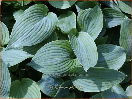 Hosta &#039;Blue Angel&#039; | Hartlelie, Funkia