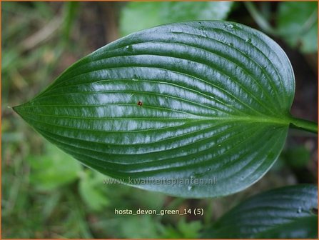 Hosta &#039;Devon Green&#039; | Hartlelie, Funkia