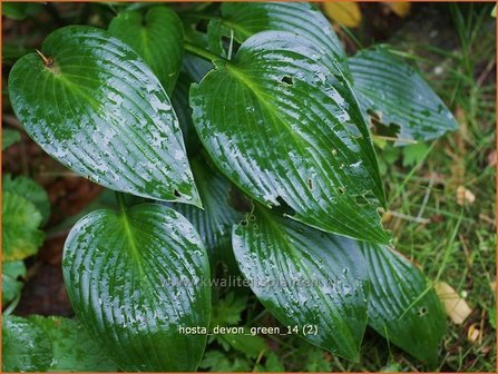 Hosta &#039;Devon Green&#039; | Hartlelie, Funkia