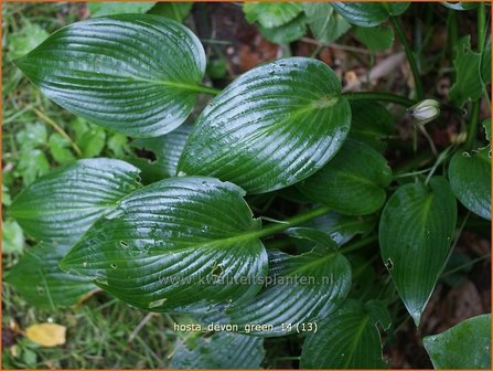 Hosta &#039;Devon Green&#039; | Hartlelie, Funkia