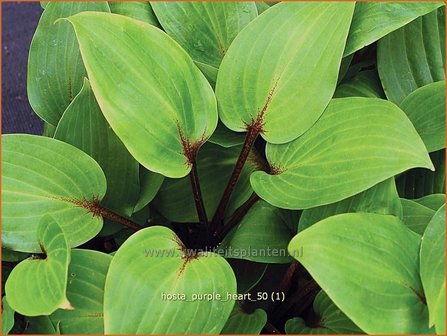 Hosta &#039;Purple Heart&#039; | Hartlelie, Funkia