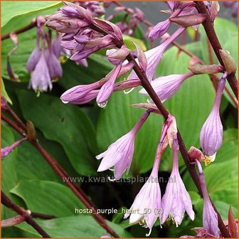 Hosta &#039;Purple Heart&#039; | Hartlelie, Funkia