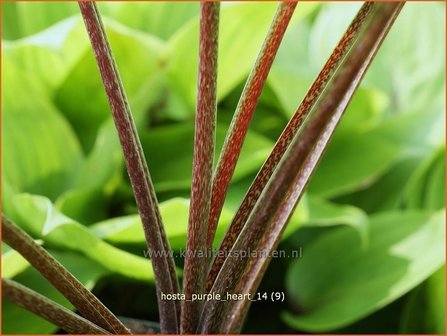 Hosta &#039;Purple Heart&#039; | Hartlelie, Funkia