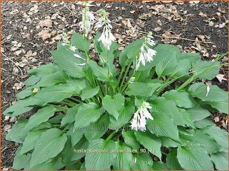 Hosta sieboldii &amp;#39;Snowflakes&amp;#39; | Hosta, Hartlelie, Funkia | Kleine Siebolds Herzlilie