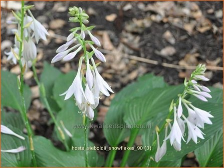 Hosta sieboldii &amp;#39;Snowflakes&amp;#39; | Hosta, Hartlelie, Funkia | Kleine Siebolds Herzlilie