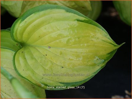 Hosta &#039;Stained Glass&#039; | Hartlelie, Funkia