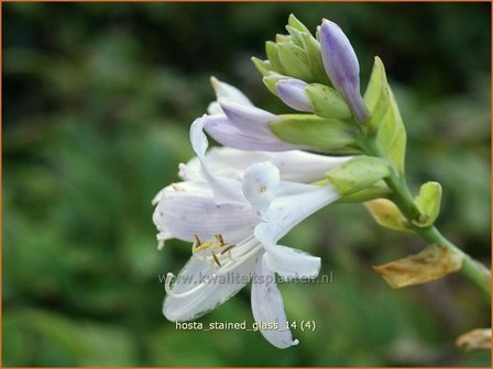 Hosta &#039;Stained Glass&#039; | Hartlelie, Funkia