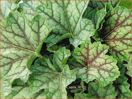 Heuchera &#039;Green Spice&#039; | Purperklokje