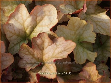 Heuchera &#039;Pinot Gris&#039; | Purperklokje