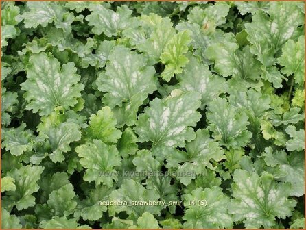 Heuchera &#039;Strawberry Swirl&#039; | Purperklokje