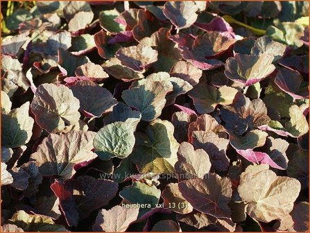 Heuchera &#039;XXL&#039; | Purperklokje