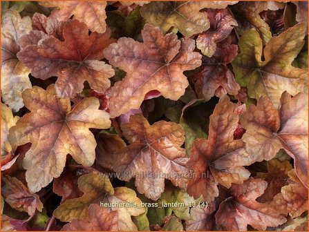 Heucherella &#039;Brass Lantern&#039;