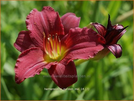 Hemerocallis &#039;Pardon Me&#039; | Daglelie