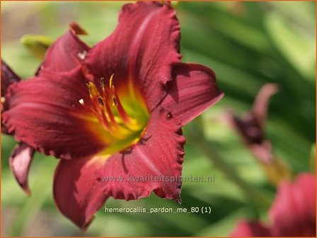 Hemerocallis &#039;Pardon Me&#039; | Daglelie