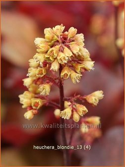 Heuchera &#039;Blondie&#039; | Purperklokje