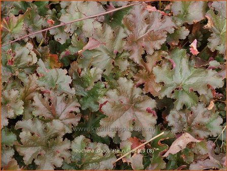 Heuchera &#039;Chocolate Ruffles&#039; | Purperklokje