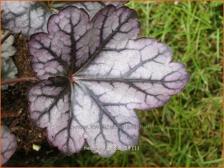 Heuchera &#039;Glitter&#039; | Purperklokje