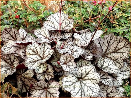 Heuchera &#039;Glitter&#039; | Purperklokje