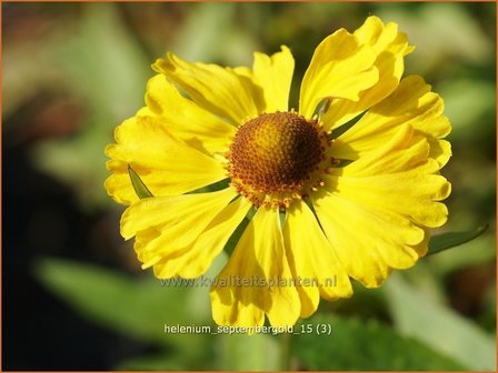 Helenium &#039;Septembergold&#039; | Zonnekruid | Sonnenbraut | Helen&#039;s Flower