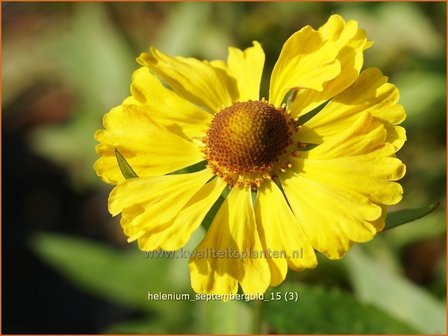 Helenium &#039;Septembergold&#039; | Zonnekruid