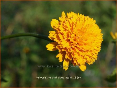 Heliopsis helianthoides &#039;Asahi&#039; | Zonneoog