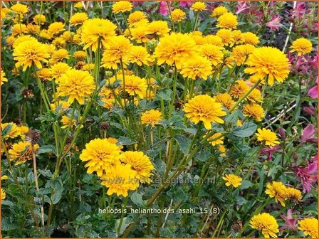 Heliopsis helianthoides &#039;Asahi&#039; | Zonneoog