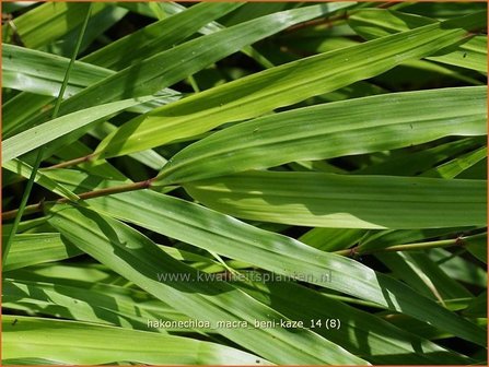 Hakonechloa macra &#039;Beni-Kaze&#039; | Japans siergras