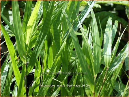 Hakonechloa macra &#039;Beni-Kaze&#039; | Japans siergras